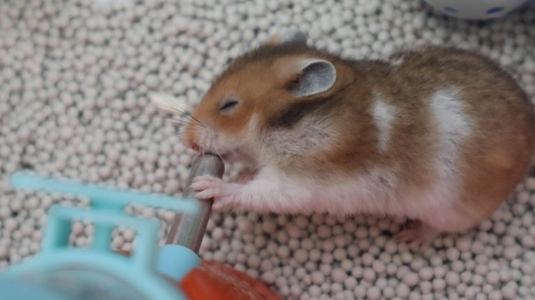 Top 10 địa chỉ bán chuột Hamster đáng yêu nhất ở TPHCM
