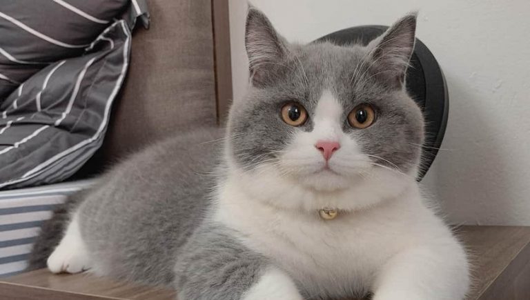Top 8 Pet shop bán mèo cảnh đẹp nhất tại TPHCM