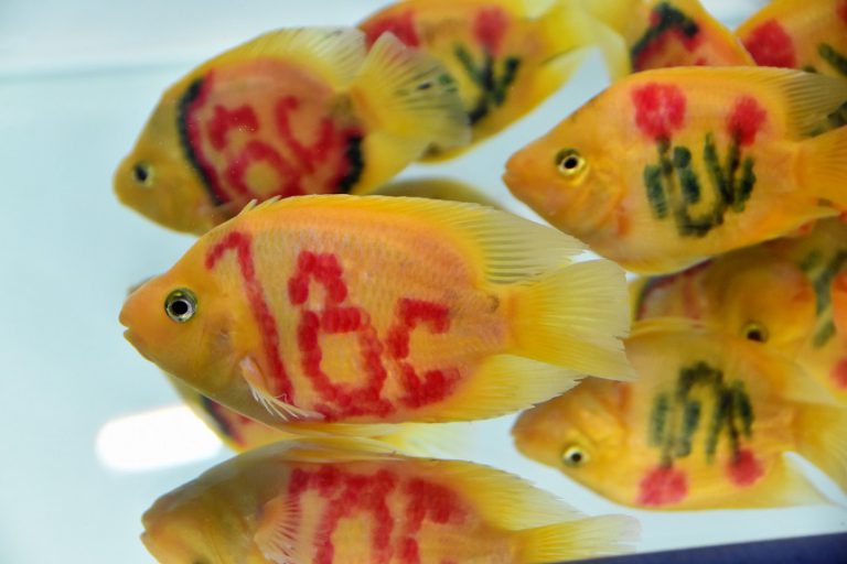 Top 10 cửa hàng bán cá cảnh tốt nhất ở TPHCM