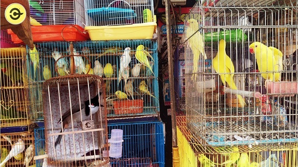 Cửa hàng chim cảnh Việt Nam